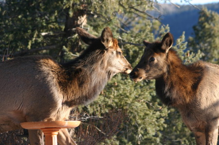 Some Elk in the backyard