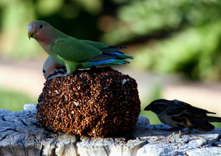 We now have 4 parrots......