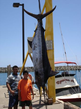Big #560 Marlin Waianae 2005