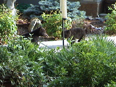 cubs in flower garden