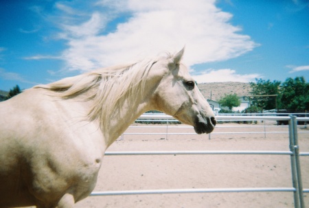 My Horse Hollywood