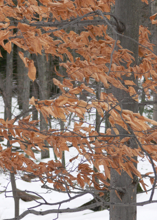 Beech tree