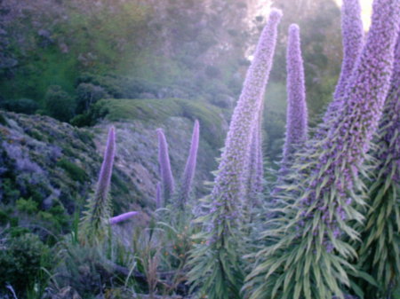 Pacific Coast Wildflowers