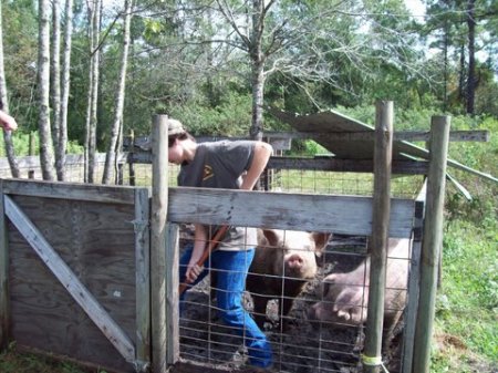 my son J.B. with some of his hogs