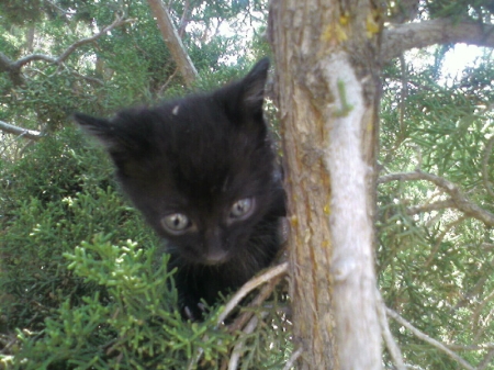 I rescued and baby kitten  name is blackjack