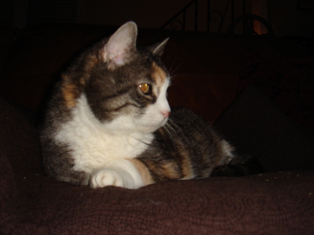 Our cat Miata is soon to be 20 yrs old in '09