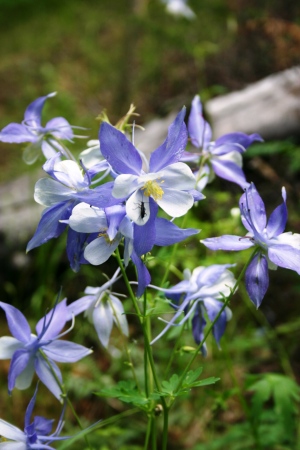 Columbine the State Flower