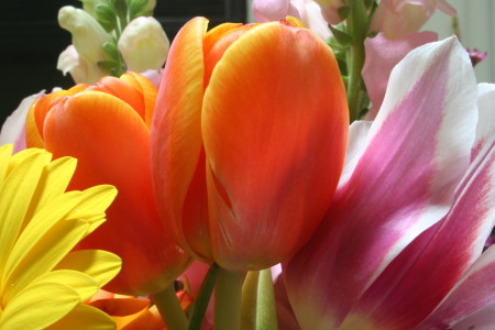 Tulips