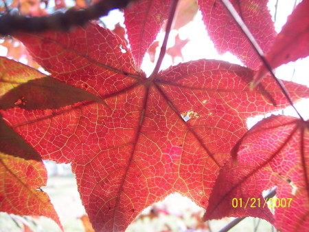 Sweetgum leaf detail