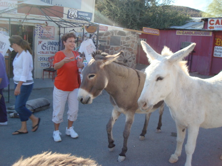 feeding the wild donkeys!