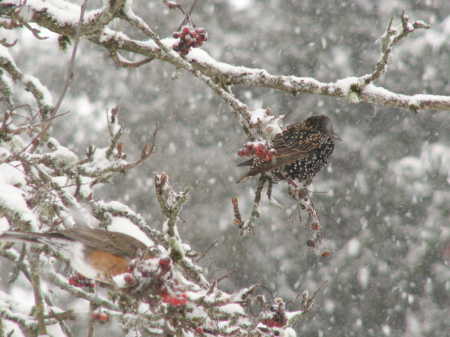 bird and snow