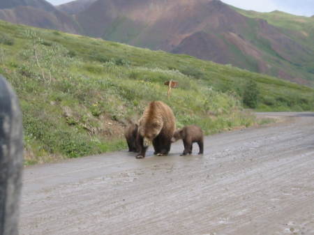 Grizzly Bear & Cubs, Denali National Park 2008