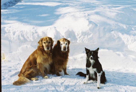 The dogs on Christmas Day 2008