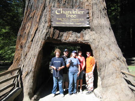 Drive-Thru Tree