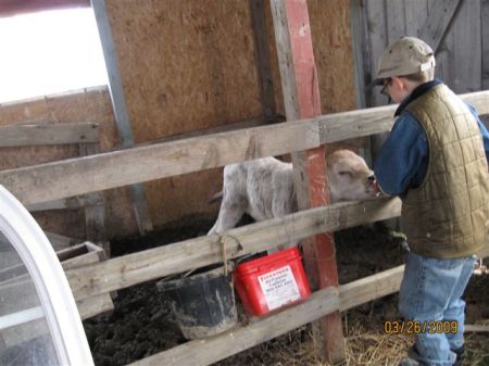 Feeding the calves