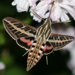 close up of hummingbird moth in our yard