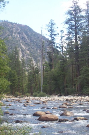 sequoia pics 089