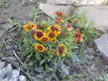 Wild Flowers in front yard 2010