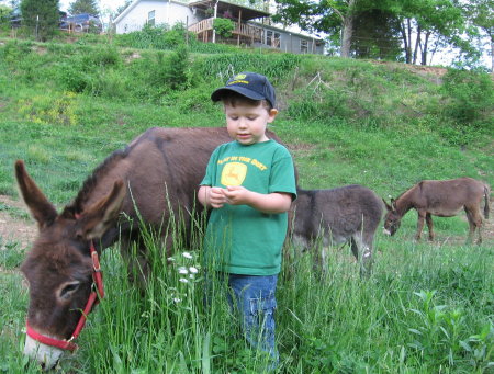 Bo with miniature Donkeys