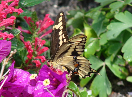 Giant Swallowtail