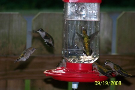 Humming Birds in Calhoun