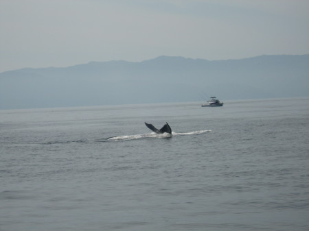 Whale Watching off the Coast - Puerto Vallarto