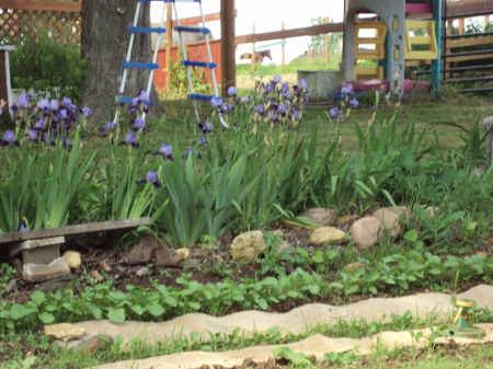 IRIS'S & RADISHES