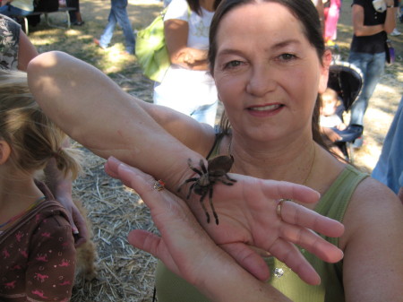 Tarantula Festival,Coarsegold