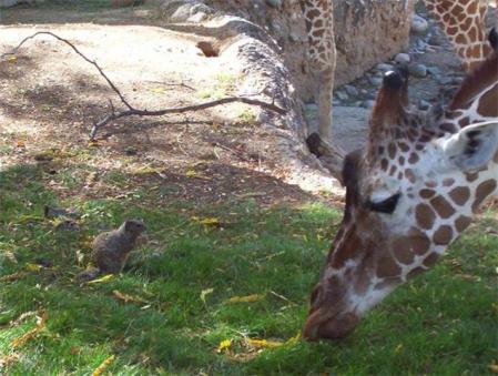 Reid Park Zoo-Tucson