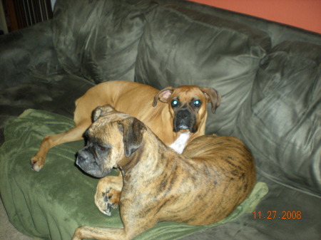 A puddle of Boxers