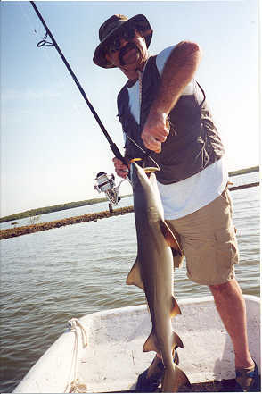 38" Black Tip Shark caught in Estero Bay