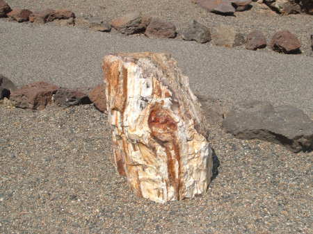 Ginkgo Petrified Forest.