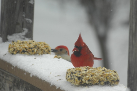 Cardinal n Woodpecker