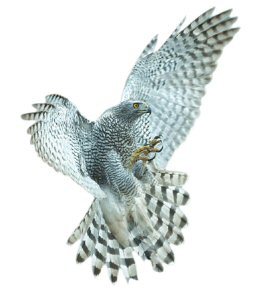 goshawk2