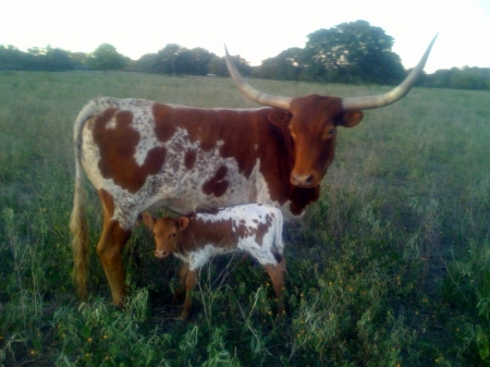 "Sara" + 11-05-2008 heifer calf "Texana Grace"