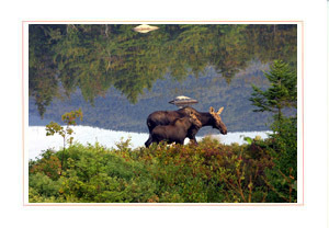 Moose and Calf at Lily Pond, New Hampshire