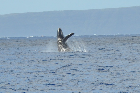 Whale breaching off coast Maui - Feb 2009