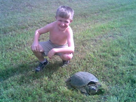 snapping turtle