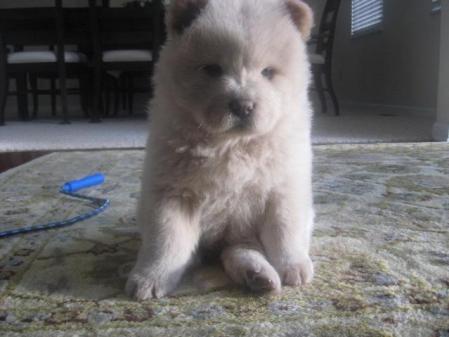 my chow puppy