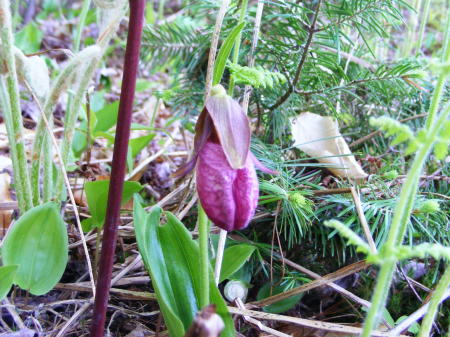 Lady Slipper