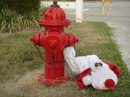 Dog at  Rest Stop