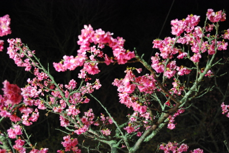 blossoms at night