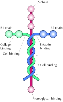 Laminin - cell adhesion molecule