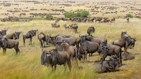 Maasai Mara, Kenya, 2010