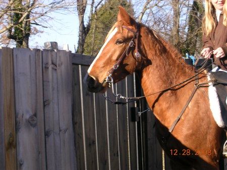 Ozwald, my 3 yr old saddlebred, in KY