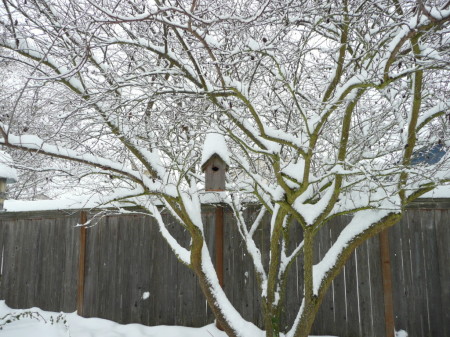 Backyard birdhouse with a "little" snow...