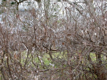 More Debris in the Trees