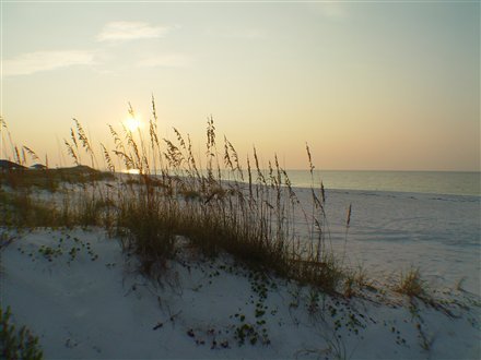 Sea Oats and Sand in Pensacola