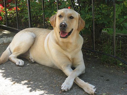 Toby our Yellow Lab