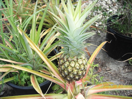 My pineapple in the backyard